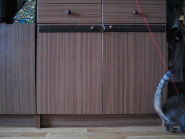 Cat is playing with the toy on the rope