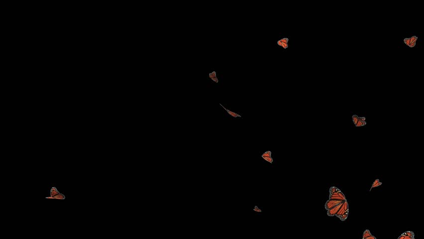 full HD 1080 butterflies flying around with alpha 