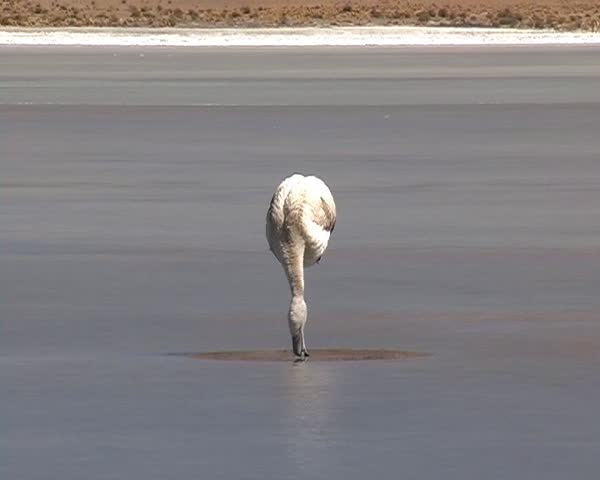 Flamingo in the frozen lagoon in Bolivia : Zoom out
