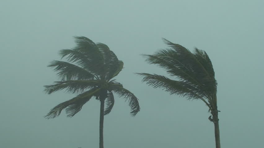Hurricane Palm Trees