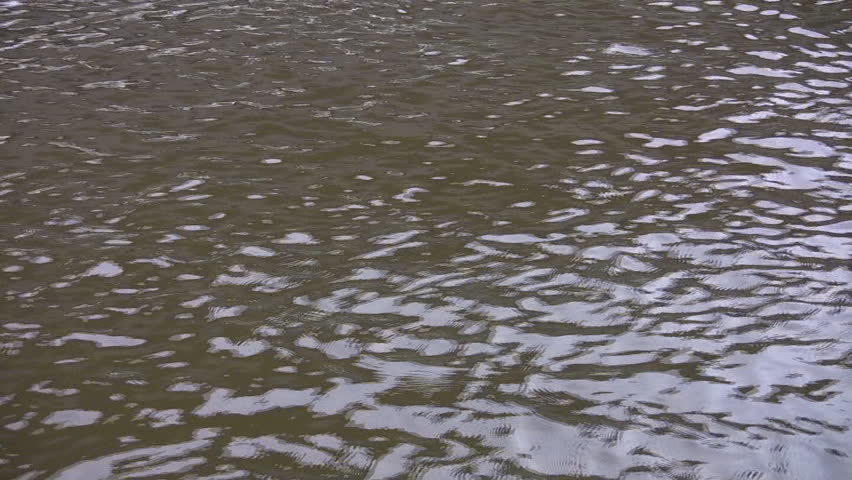 Isolated view of the water, with two Mallard ducks entering the scene, who get pushed by the current through the scene. 