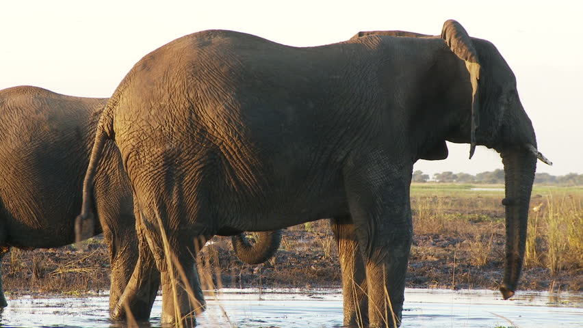 An elephant becomes agitated and gives a head toss in a show of dominance
