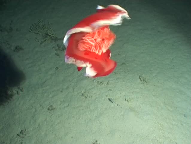 underwater video night Egypt red  sea - Spanish dancer sea slug
