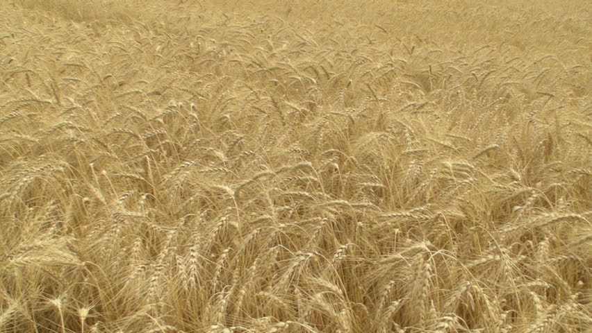 HD 720p: Autumn wheat field close up