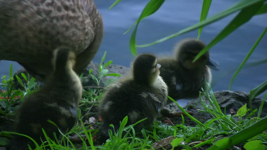 Mother mallard duck and her ducklings cleaning themselves. Shot in HD 1080i.