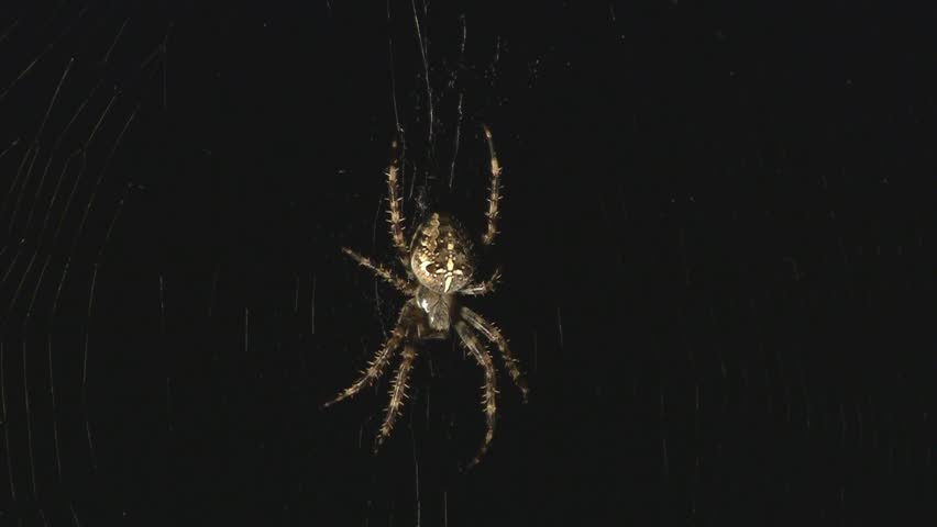 Spider in web