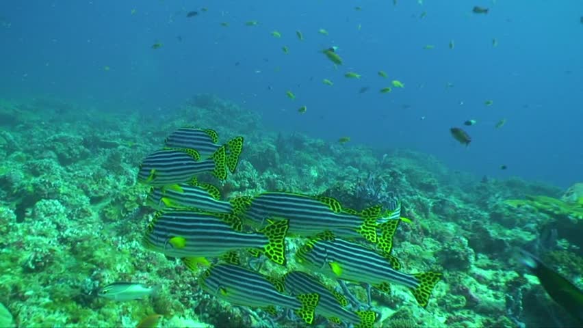 Orient Sweetlips at Ari Atoll, Maldives