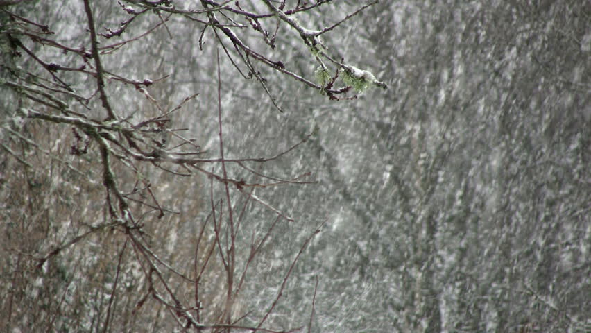 heavy snow, branch moving in the wind