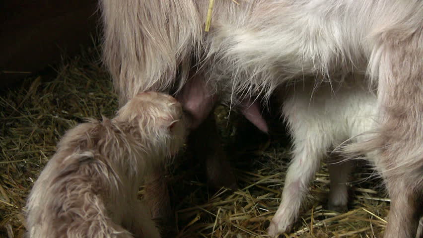 newborn goats suckle