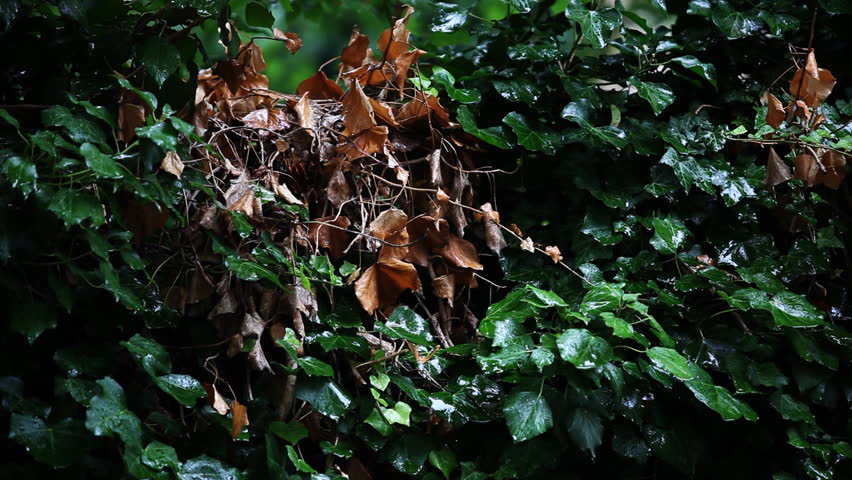 Rainy day with leaves of trees