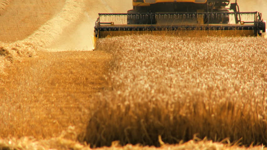 Combine harvester gathers the wheat crop