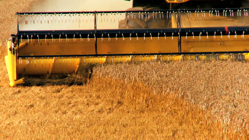 Combine harvester gathers the wheat crop