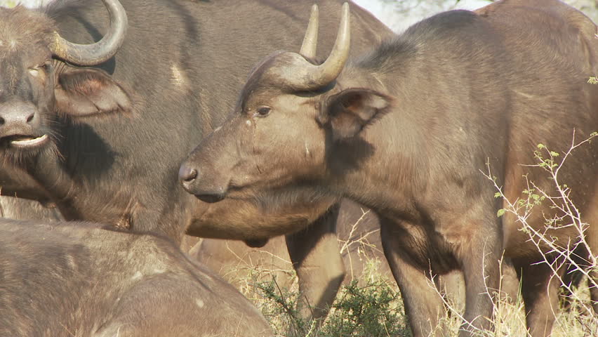 Two buffalo's stand and chew before staring intently