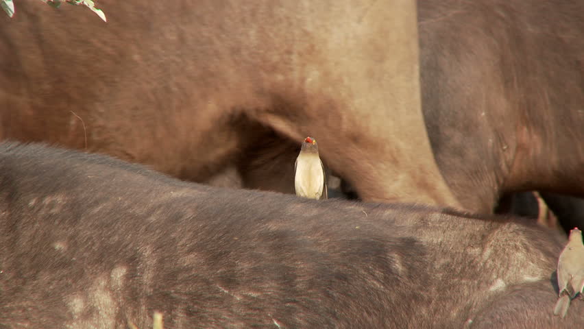A red billed oxpecker stands on the back of a buffalo as the rest of the herd walks behind