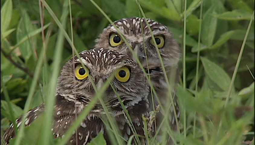 Burrowing owls