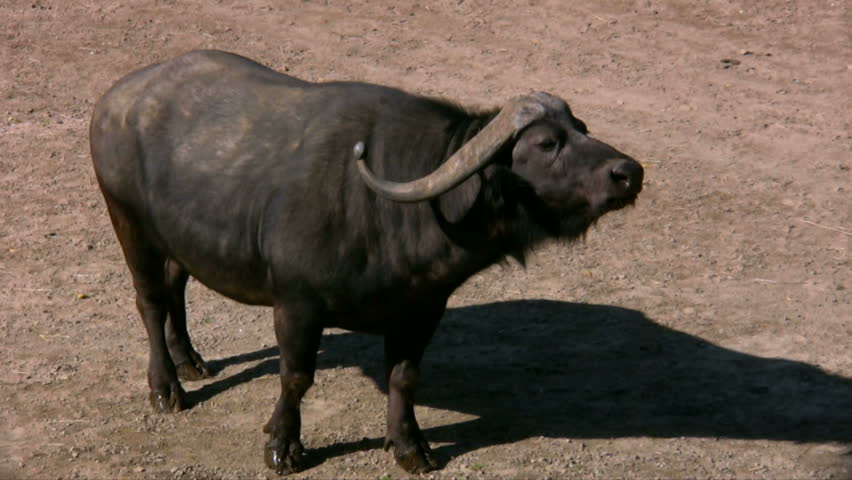 African Buffalo 2