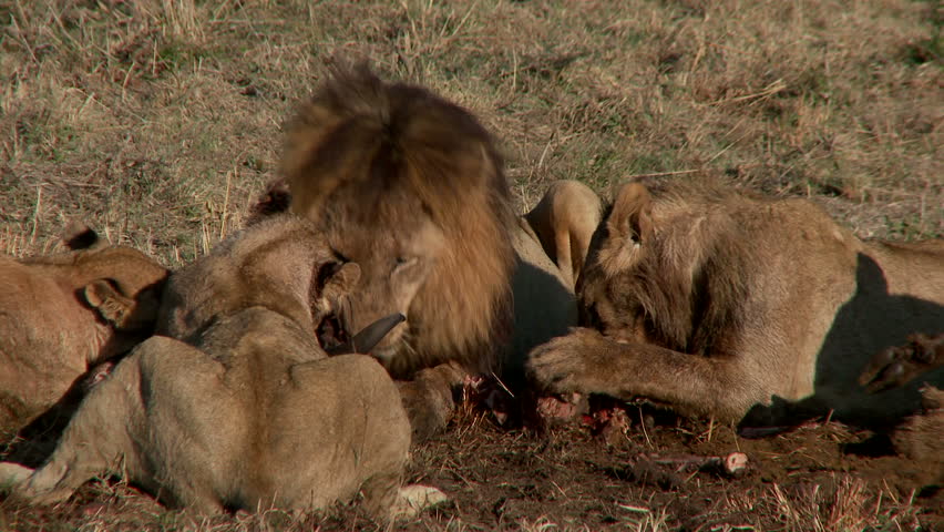 A pride of lions chew, lick and bite into a fresh kill