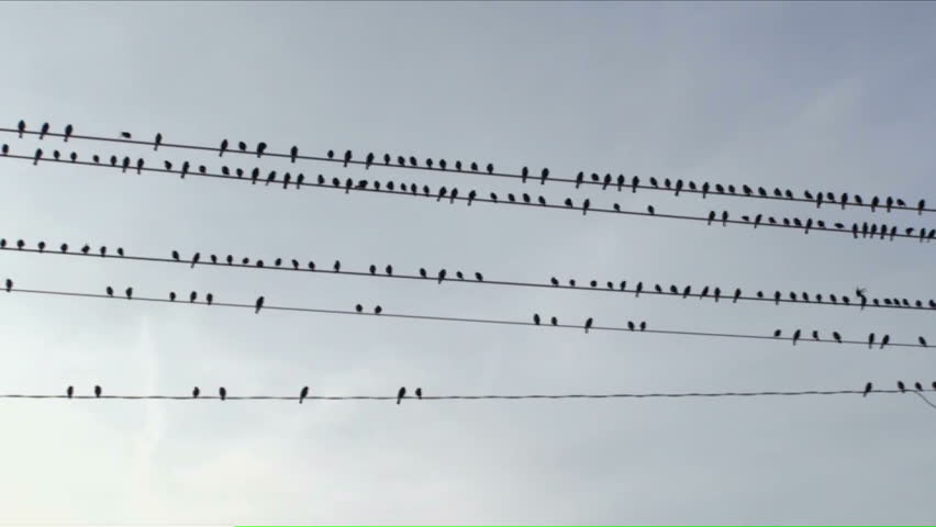 Birds perched on electrical wire, scattered by incoming flying flock, pan right. 1920x1080 