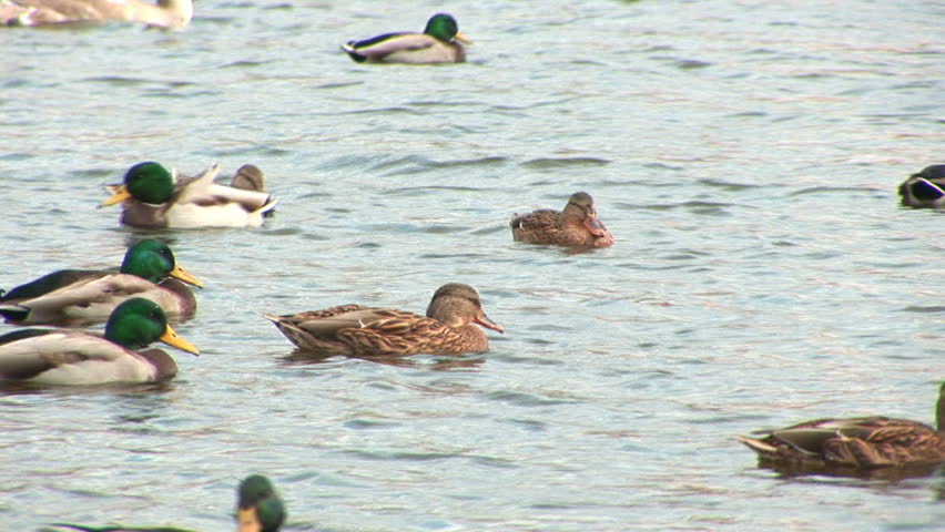 Ducks in the city pond