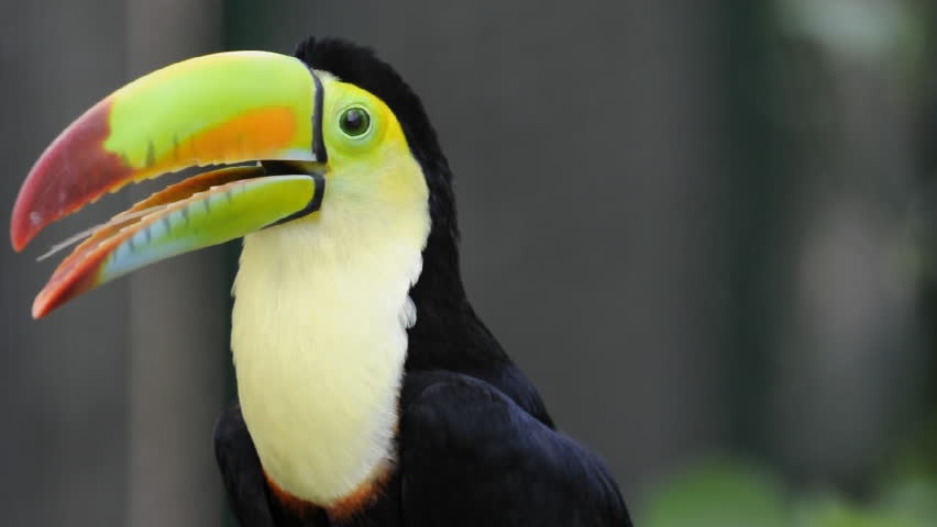 Kell-beilled Toucan