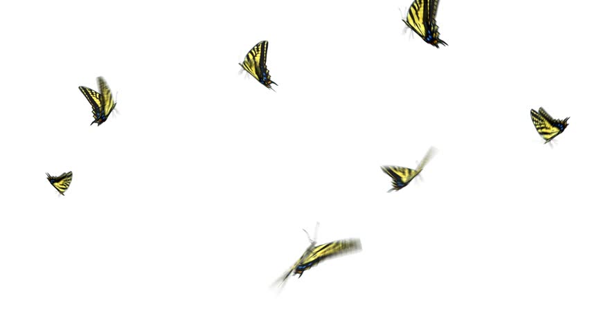 Swallowtail butterflies fly around in a small group. HD 1080, digitally generated and seamlessly loop-able.
