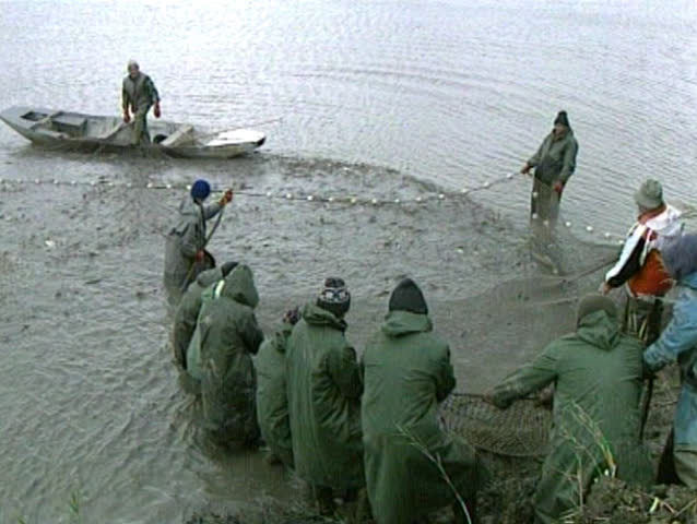 group of fishermen,together takes out a net full with fish from the fish pond