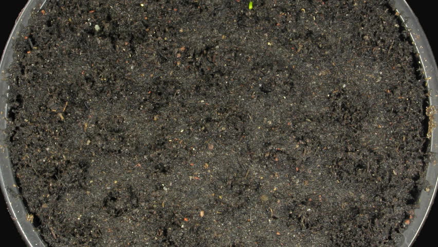 Time-lapse of growing cucumbers 5a, top view 