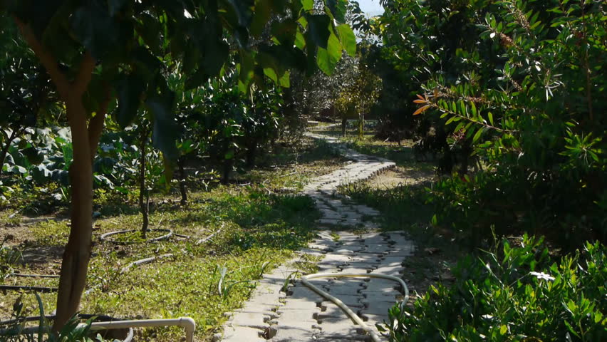 Garden / horticulture / agriculture / cultivation / crop 