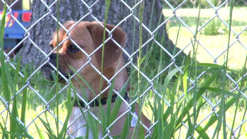 Puggle Barking behind Fence