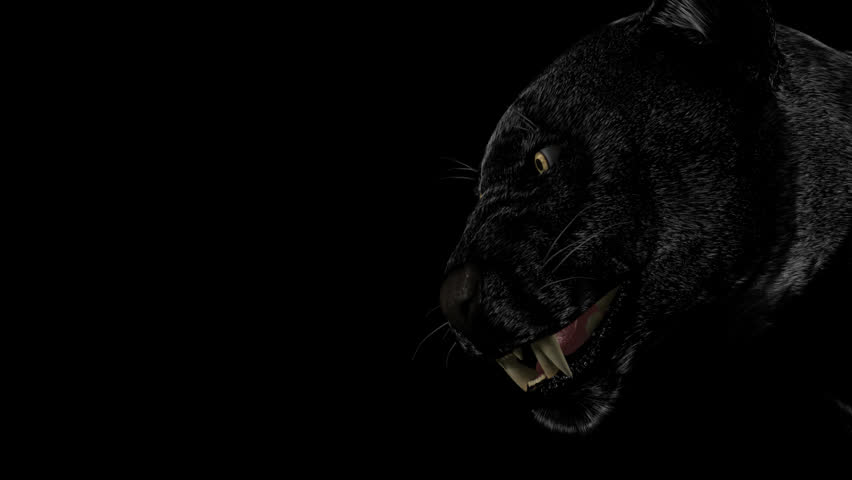 Kitti or black danger