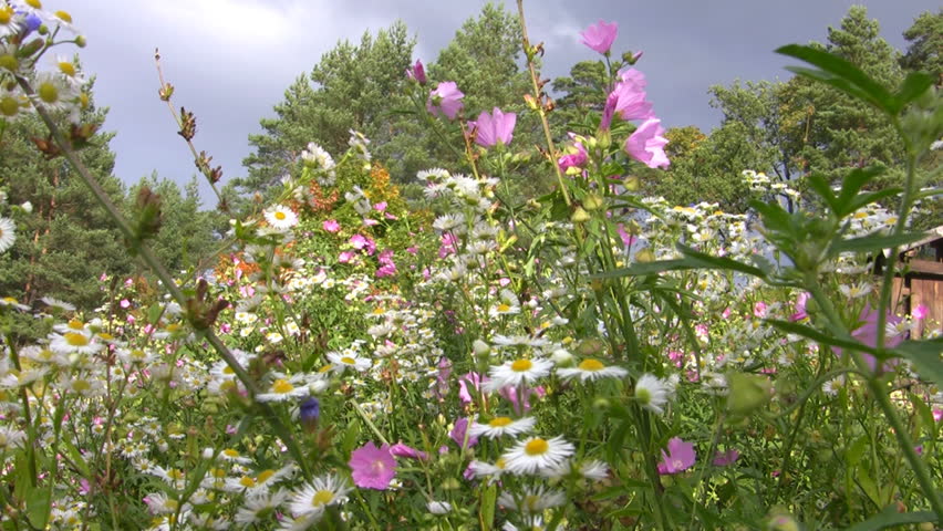 flowers sway in the wind