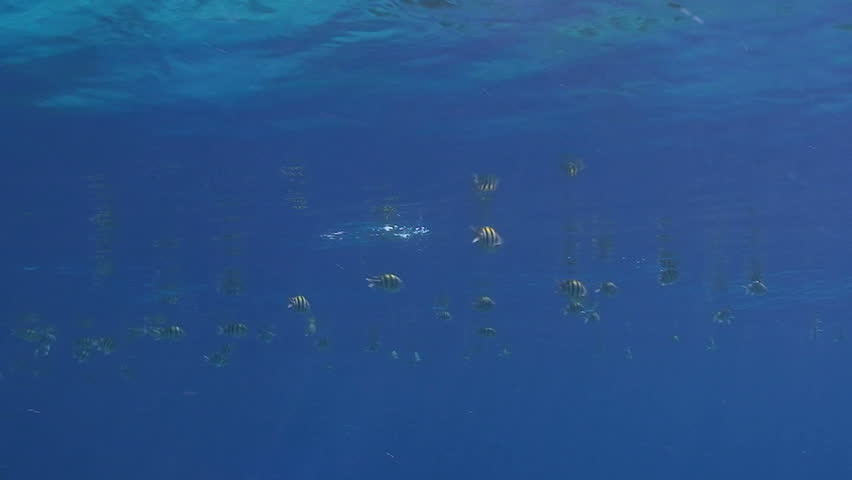 Sergeant major fish (abudefduf vaigiensis), small school feeding at the surface of a calm sea. Red Sea, Egypt.