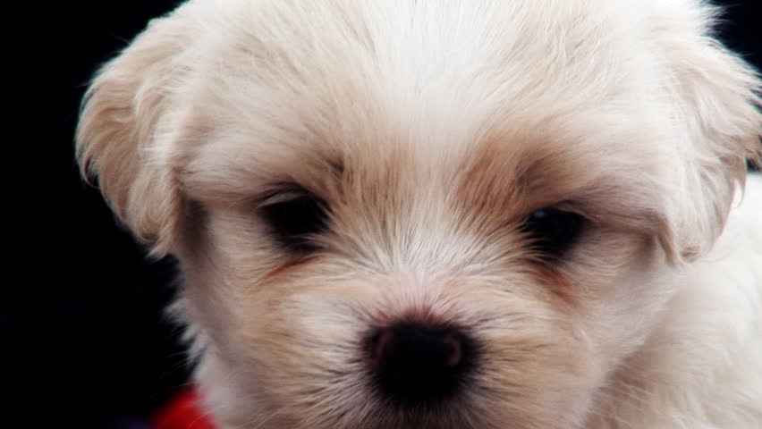 Single Cute White Puppy