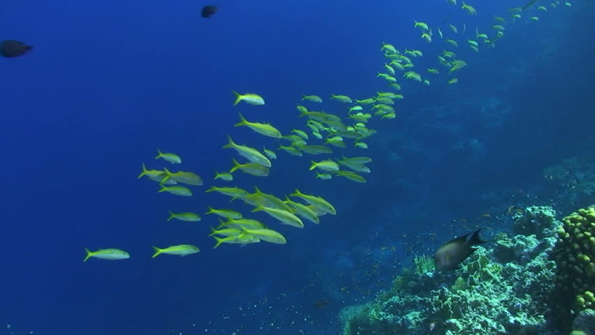 Small shoal of Yellowfin goatfish (Mulloidichthys vanicolensis). Red Sea, Egypt.