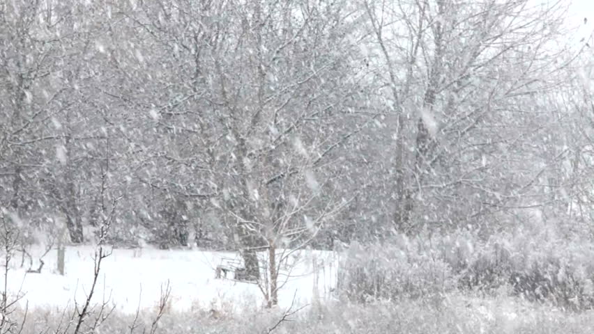 Falling snow in winter