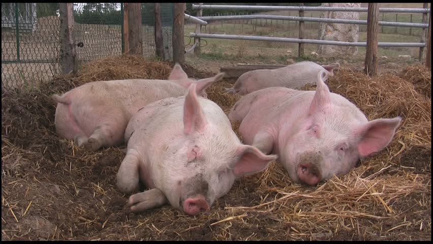 Happy pigs sleeping in straw