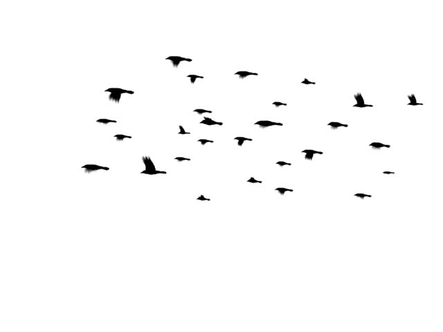 A flock of crows (or "murder" of crows) flying. Computer generated and seamles ly loopable. (This is a PAL version of clip 589063)