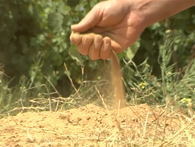 Winemaker checks moisture content of the soil in his vineyards. Jib up to reveal vineyards