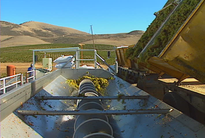 Dumping grapes into an industrial grape auger, at a vineyard.