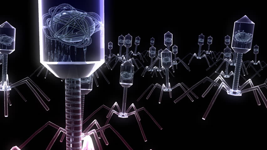 bacteriophage virus 