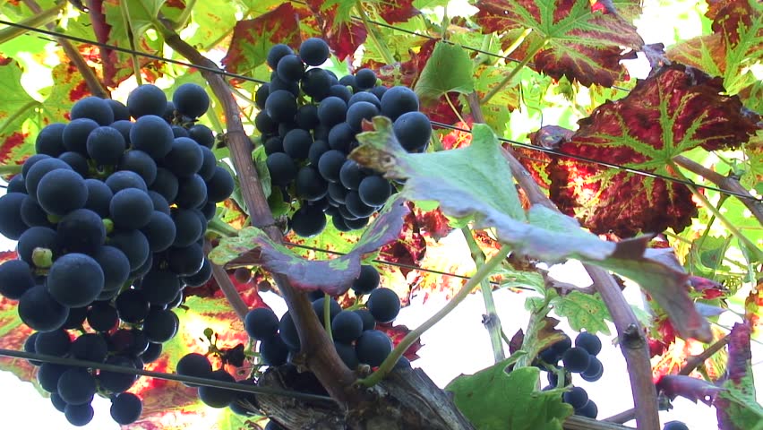 HD 1080i: Purple grapes on the vine taken with rotating camera. Tripod.