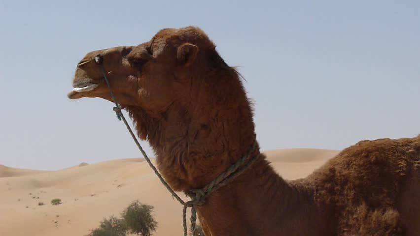 Arabian Farm Breeding Camel