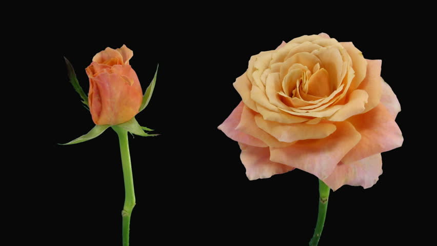 Time-lapse of opening and dying "Jazz" rose alpha matte 6d 