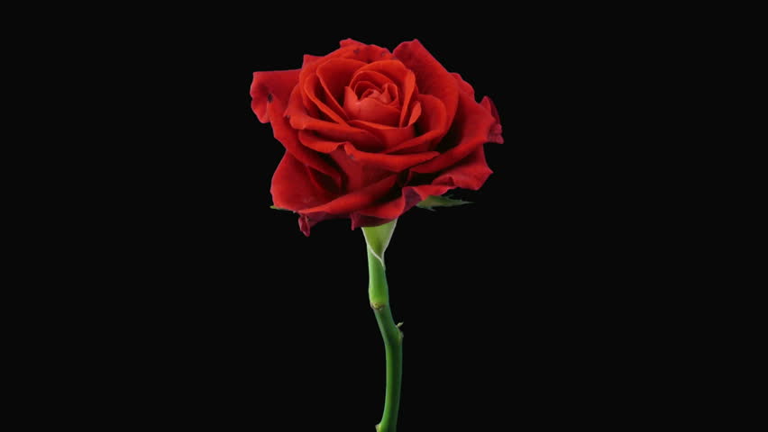 Time-lapse of dying "El Toro" rose with alpha matte 13 