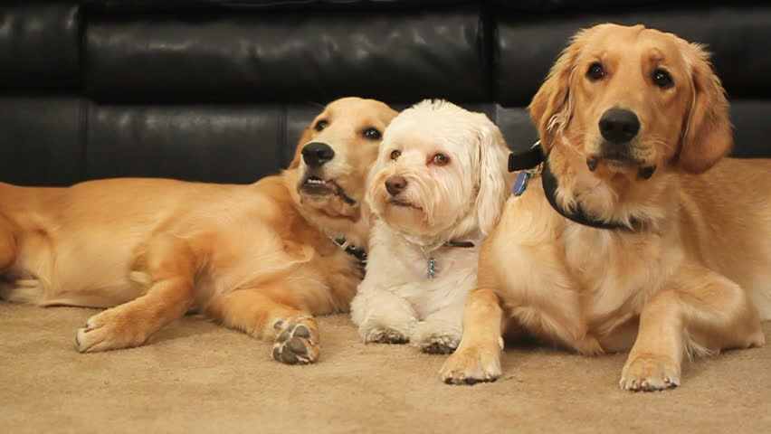 two golden retrievers and a white tibetan terrier sit calmly on a carpet floor HD