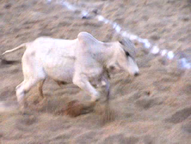 Vaquejada, cruel sport in Brazil (2)