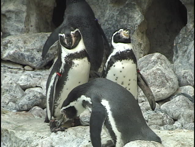 Two Penguins