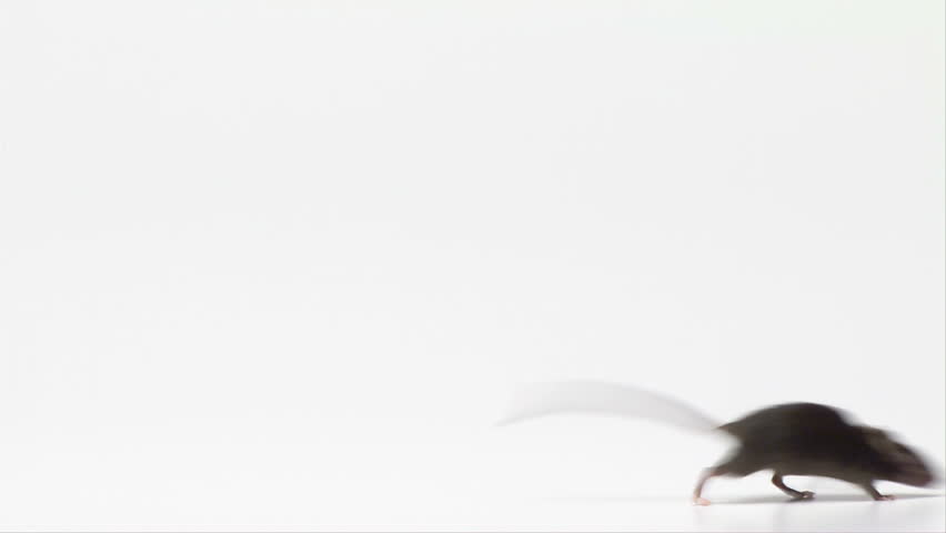 Mouse walking across a white background
