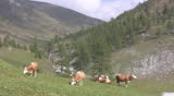 Cattle in the Austrian Alps