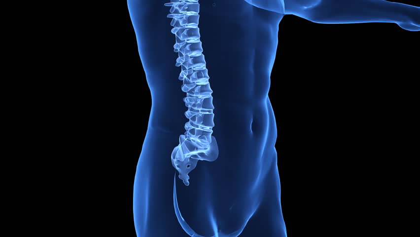 Correct posture concept with highlighted spine